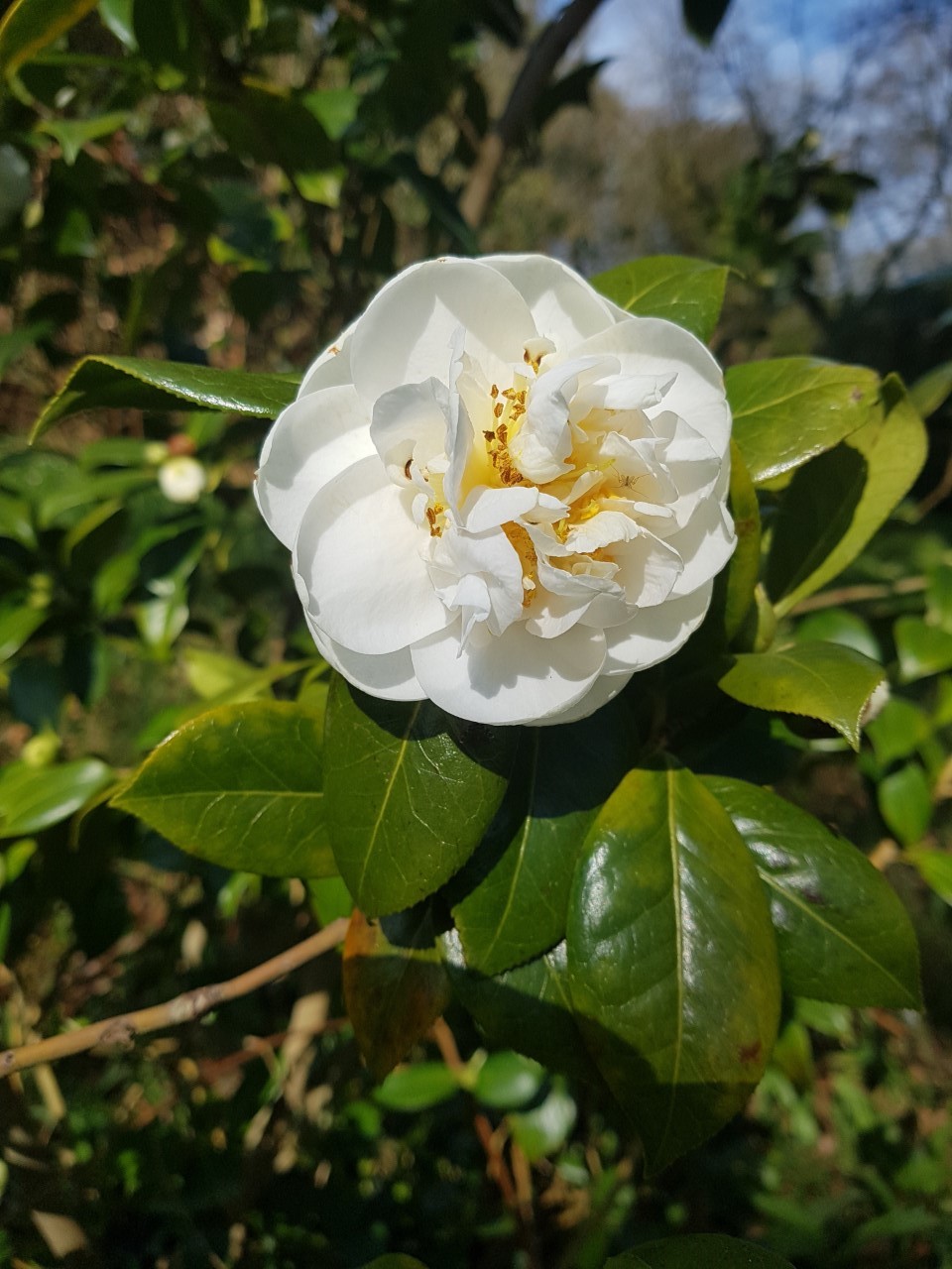 C. japonica 'Dear Jenny'